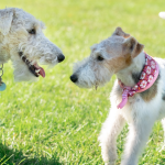 Fox Terrier