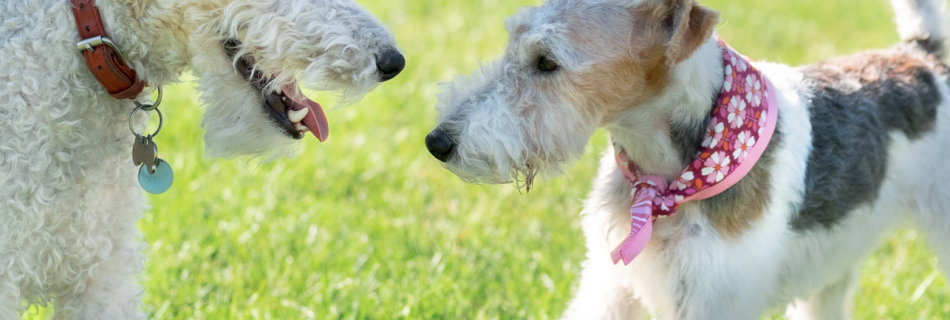 Fox Terrier