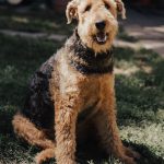 Fox Terrier